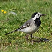 White Wagtail