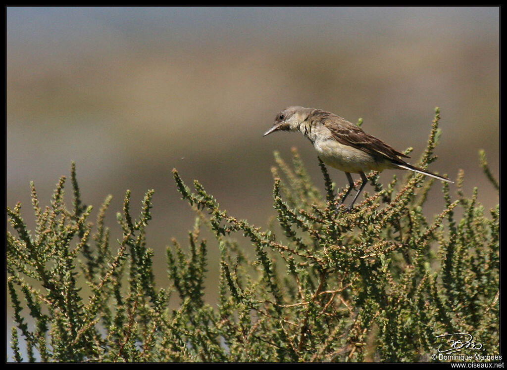 Western Yellow Wagtailjuvenile, identification