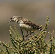 Western Yellow Wagtail