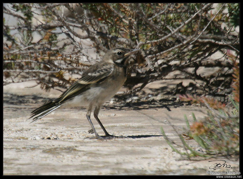 Bergeronnette printanière1ère année, identification