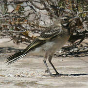 Western Yellow Wagtail