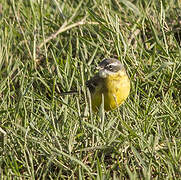 Western Yellow Wagtail