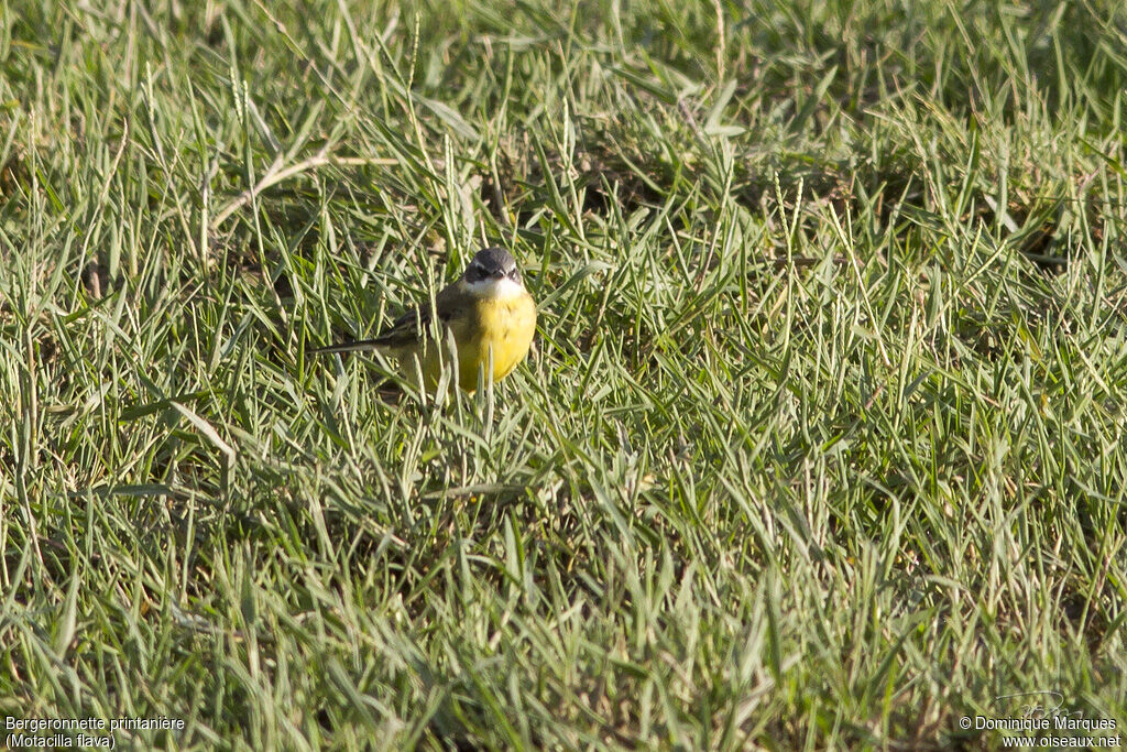 Bergeronnette printanière mâle adulte, identification