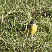 Western Yellow Wagtail