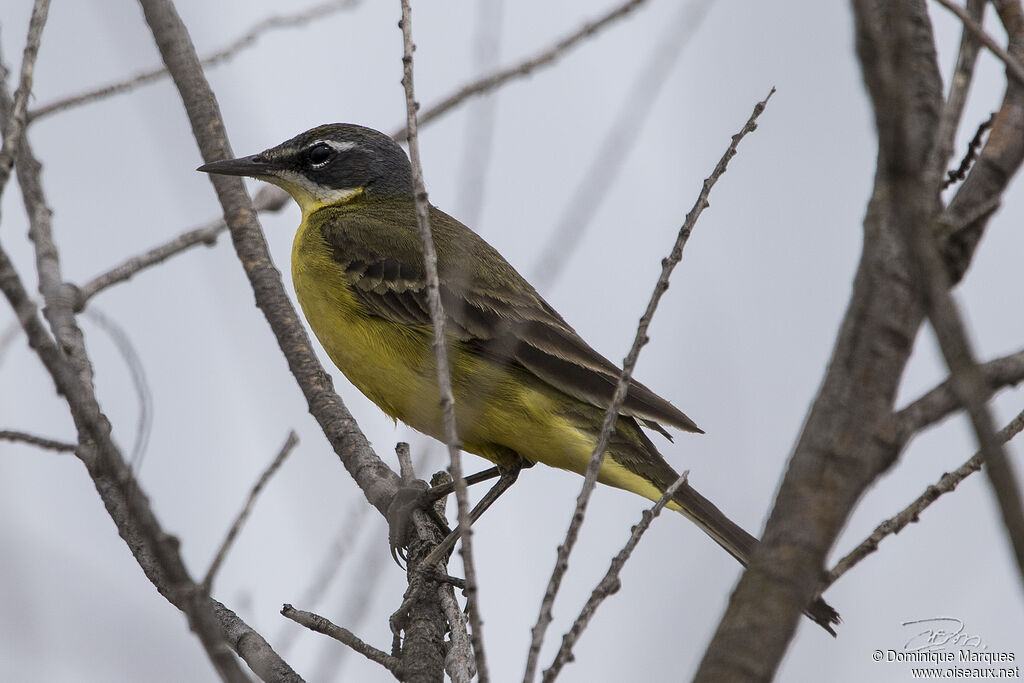 Western Yellow Wagtail male adult breeding, identification