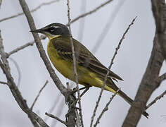 Western Yellow Wagtail