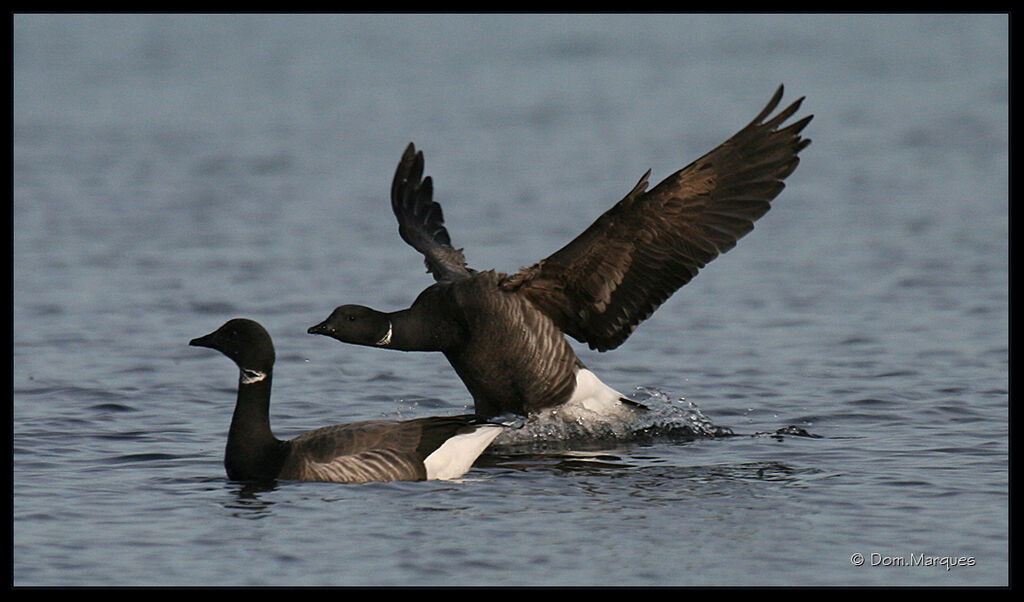 Brant Gooseadult, Behaviour