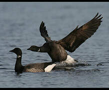 Brant Goose