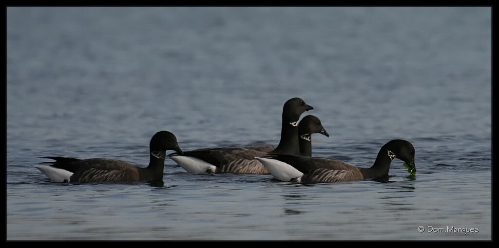 Brant Gooseadult, identification, feeding habits