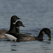 Brant Goose