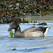 Brant Goose