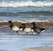 Brant Goose