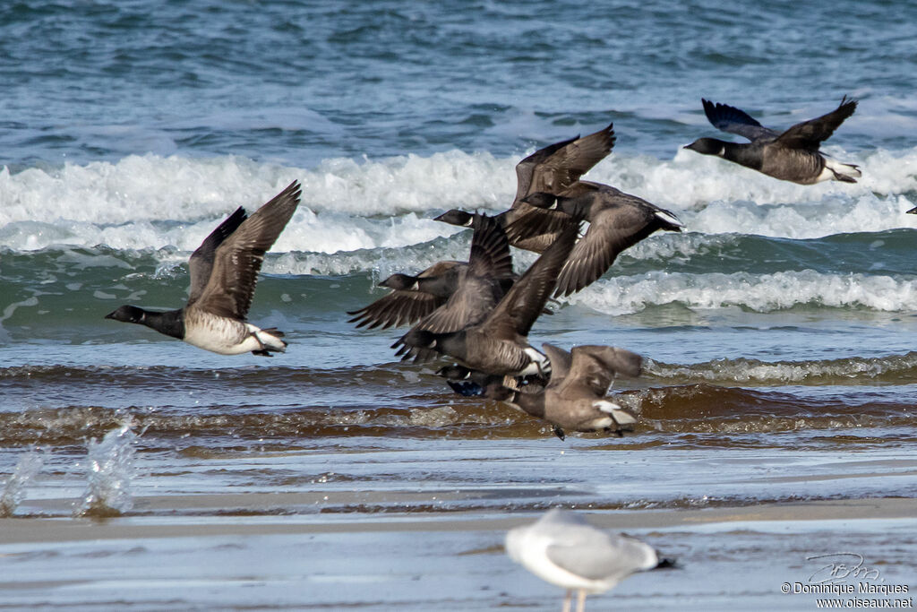 Brant Goose, Flight