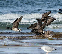 Brant Goose