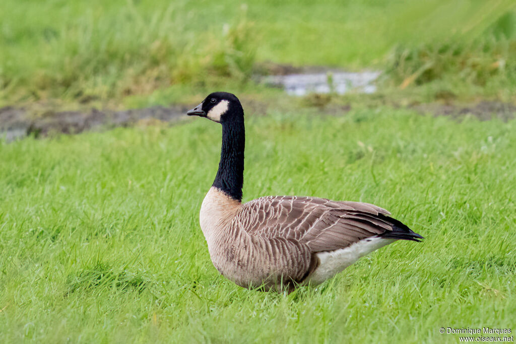 Cackling Gooseadult, identification