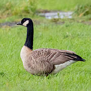 Cackling Goose