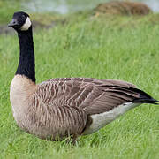 Cackling Goose