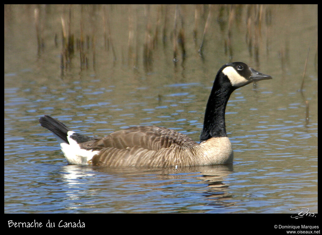 Bernache du Canadaadulte, identification