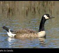 Canada Goose