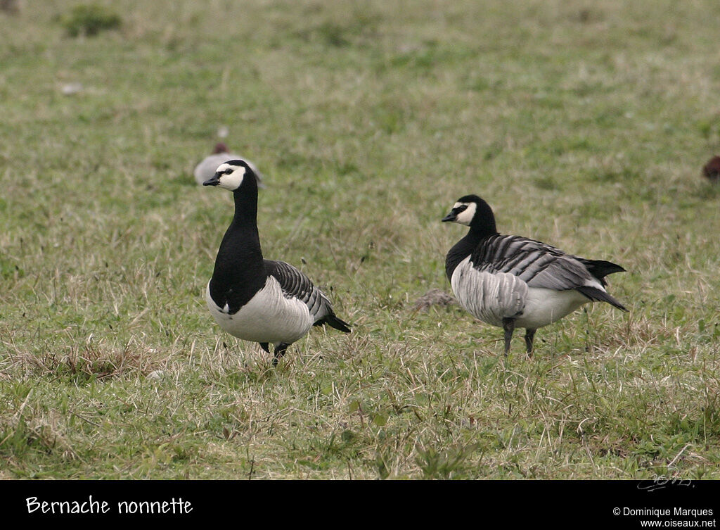 Barnacle Gooseadult, identification