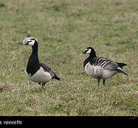 Barnacle Goose