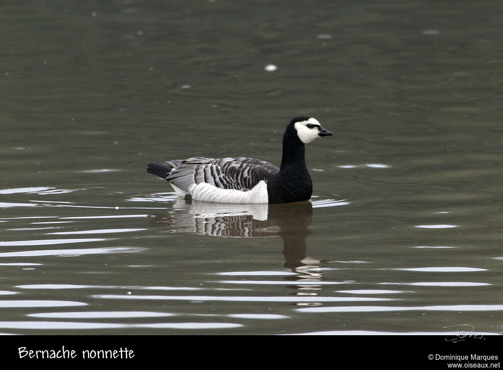 Barnacle Goose, identification