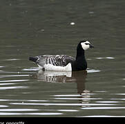 Barnacle Goose