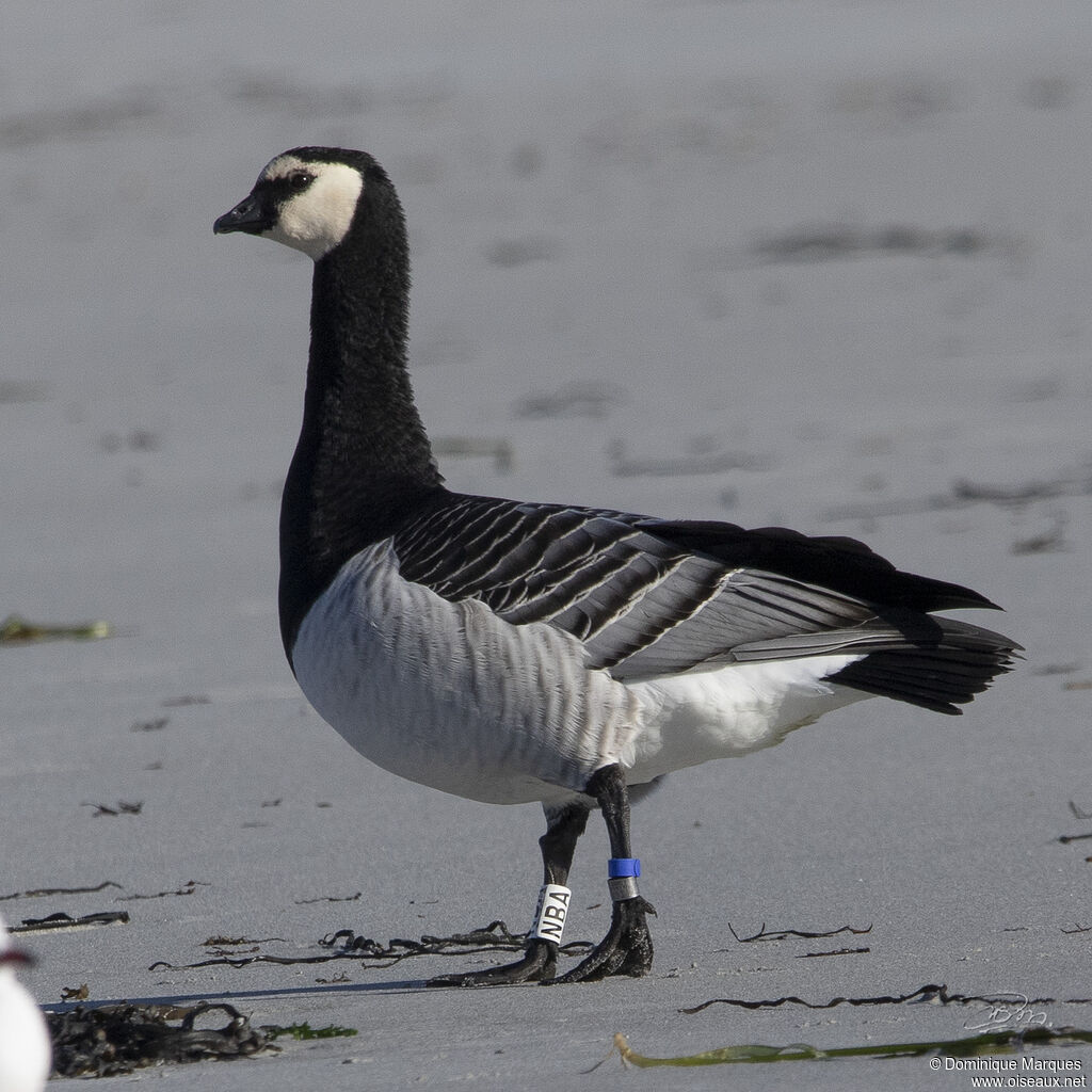 Barnacle GooseSecond year, identification