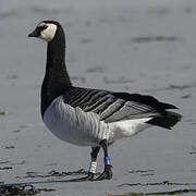 Barnacle Goose