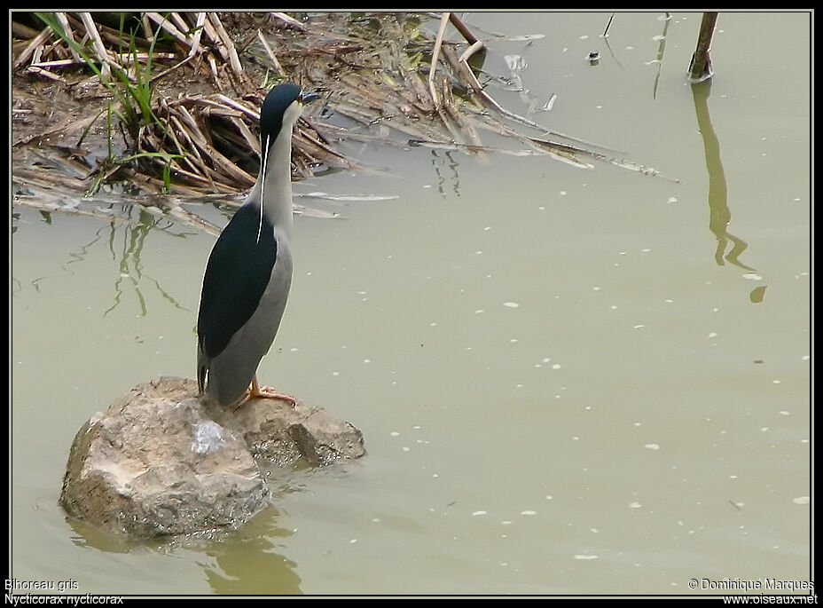 Black-crowned Night Heronadult