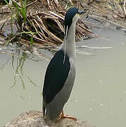 Black-crowned Night Heron