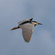 Black-crowned Night Heron