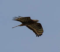 European Honey Buzzard