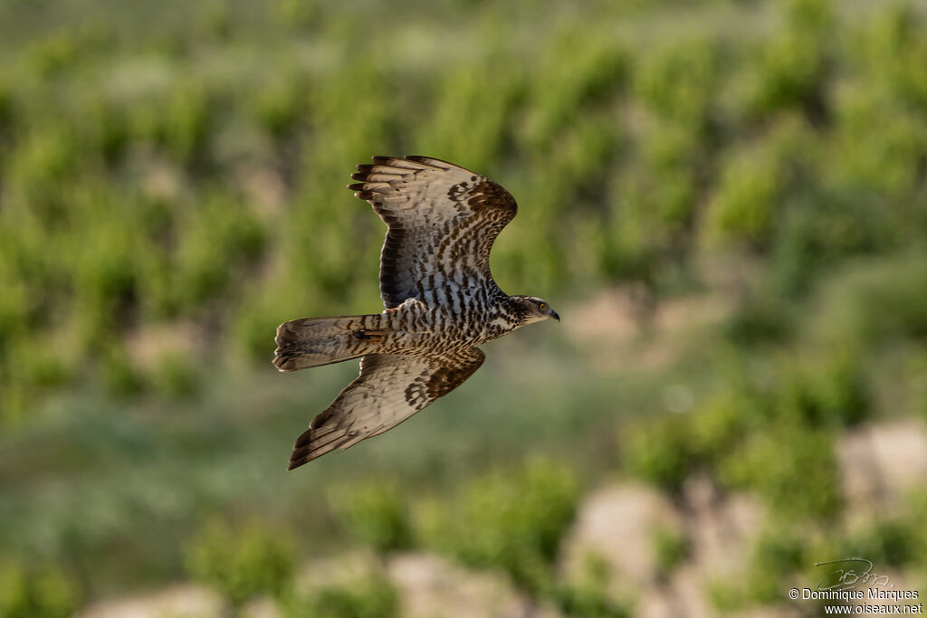 European Honey Buzzardsubadult, Flight