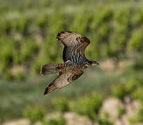 European Honey Buzzard