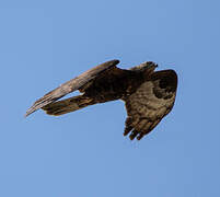 European Honey Buzzard