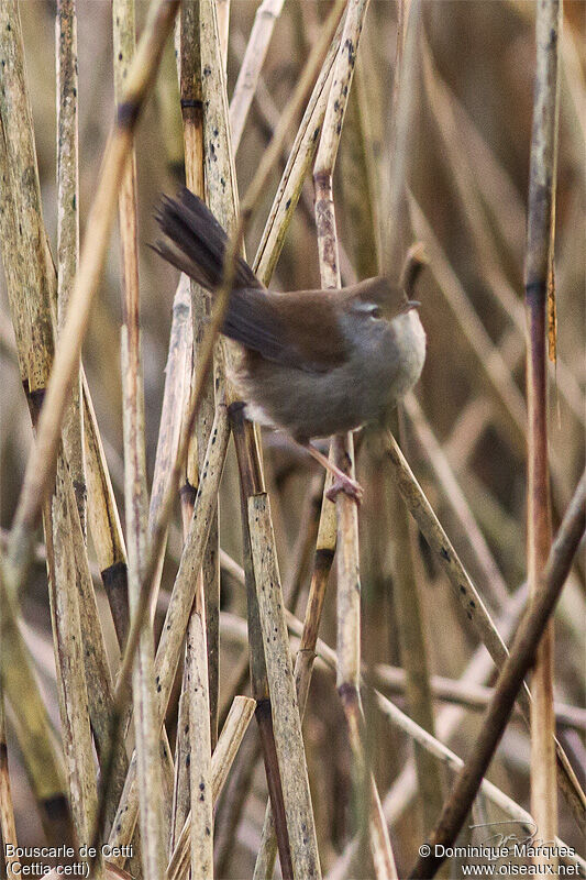 Bouscarle de Cettiadulte, identification