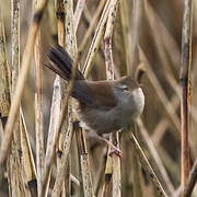 Cetti's Warbler