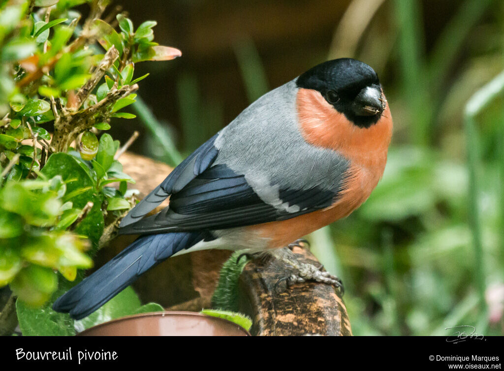 Eurasian Bullfinch male adult, identification