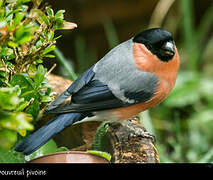 Eurasian Bullfinch