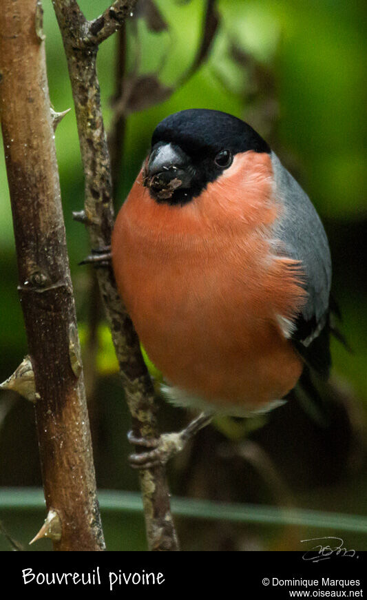 Eurasian Bullfinch male adult, identification