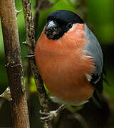 Eurasian Bullfinch