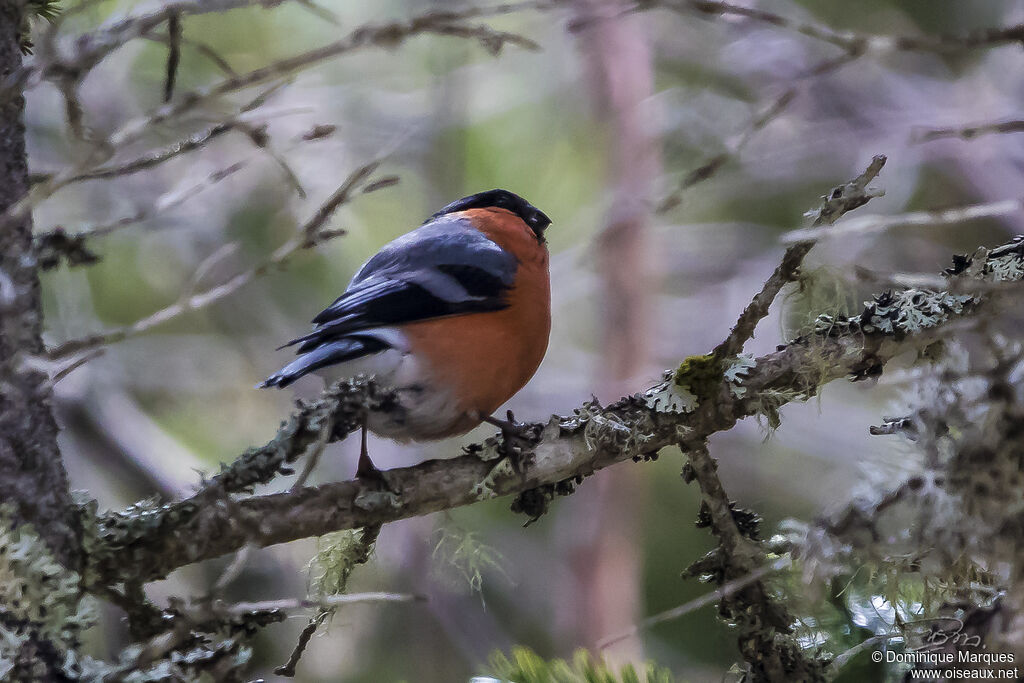 Eurasian Bullfinch male adult breeding, identification