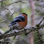 Eurasian Bullfinch