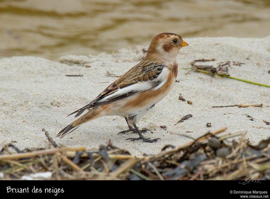 Snow Bunting female adult post breeding, identification