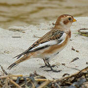 Snow Bunting