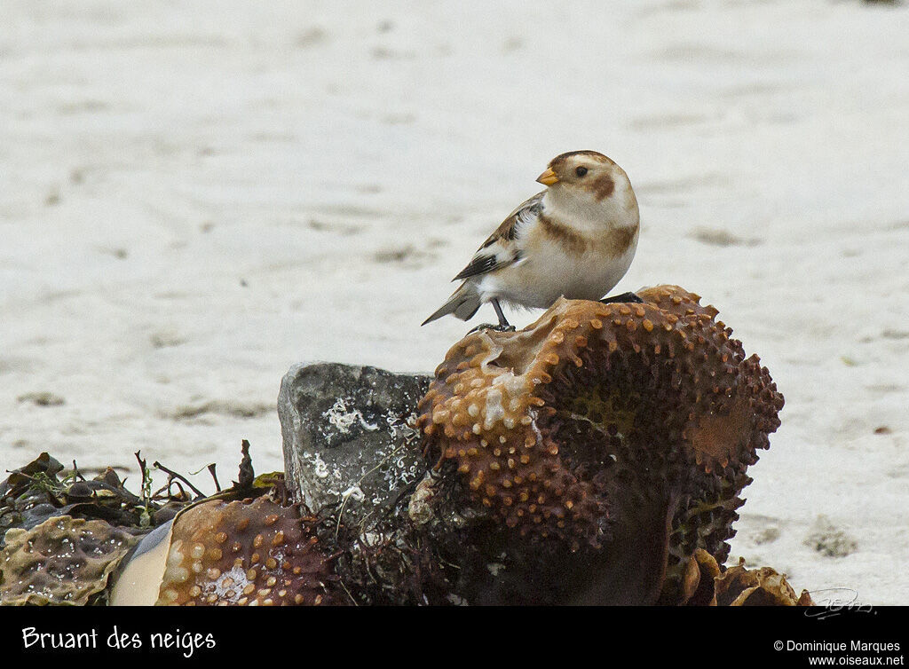 Snow Bunting male adult post breeding, identification, Behaviour