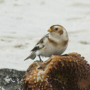 Snow Bunting