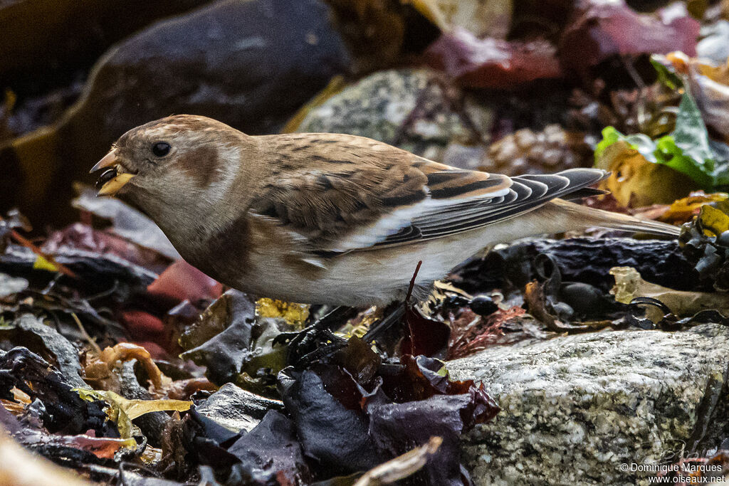 Snow Bunting female adult post breeding, eats, Behaviour