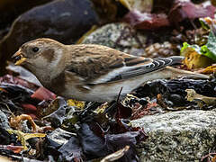 Snow Bunting